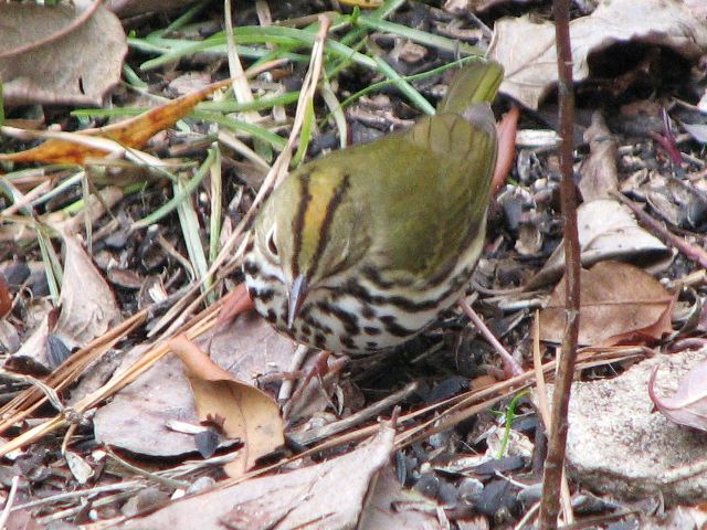 Ovenbird